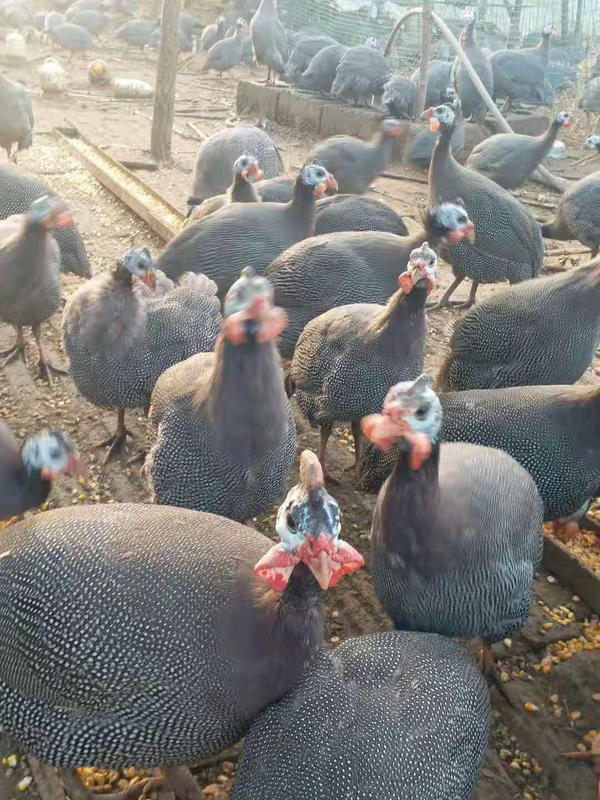 帮帮他!河南大山深处的鸡司令遇难处 千只珍珠