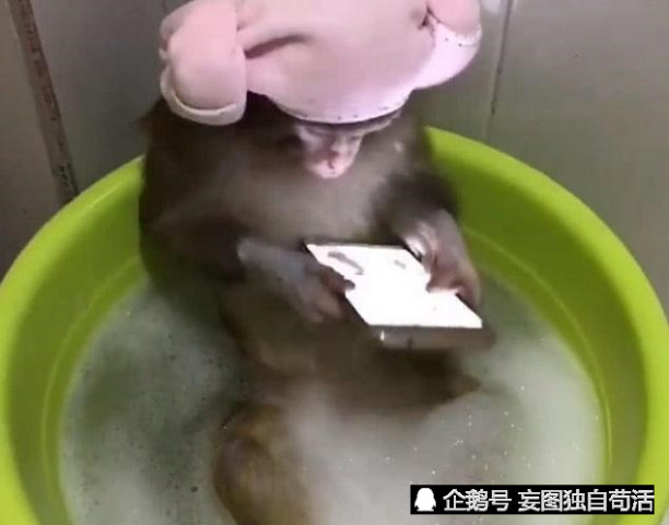 宠物猴浴室独自洗澡,主人不放心进去一看,"成精了成精了"!