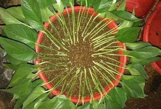 刘大爷"扦插绿萝",2个方法齐上阵,一个月,养出200盆绿萝