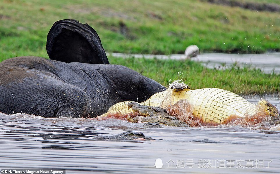 12条鳄鱼啃食大象 摄影师拍下惊人一幕