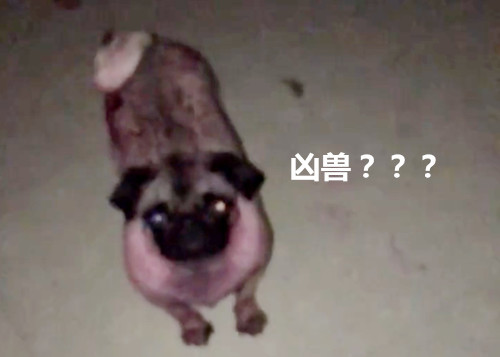 铲屎官回家一看,巴哥变成了紫色,气得是既想揍