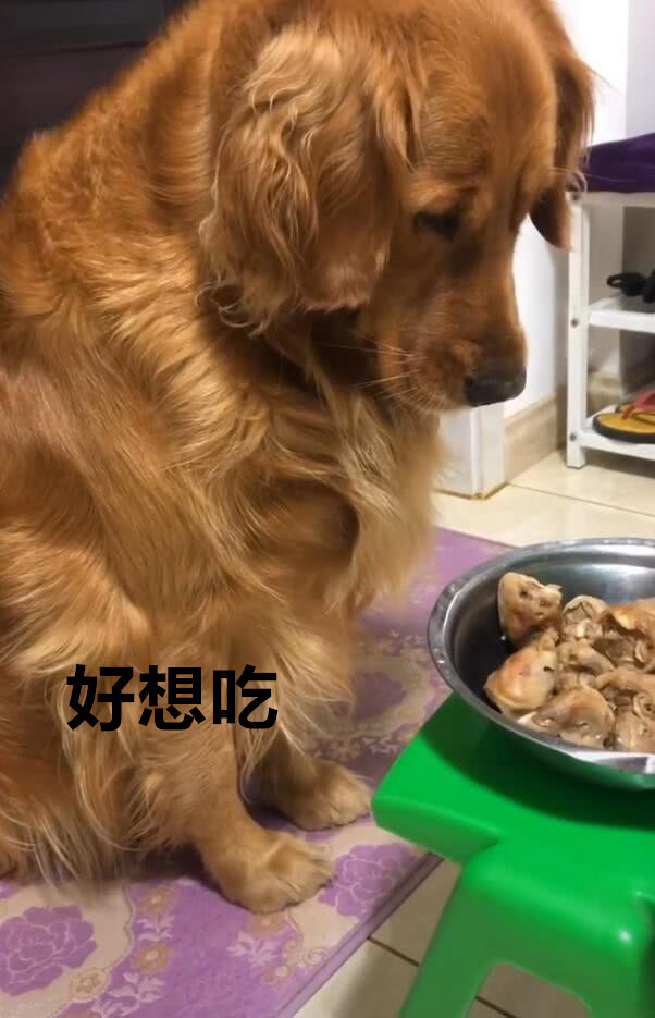 主人燉了一盆豬蹄子,金毛狗狗好想吃,狗狗的表情亮了