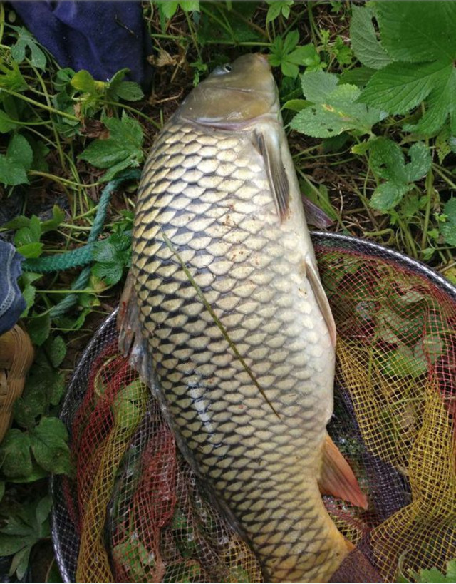 夏秋季节转换之际,饵料配方和作钓策略要不要改?该怎么改?