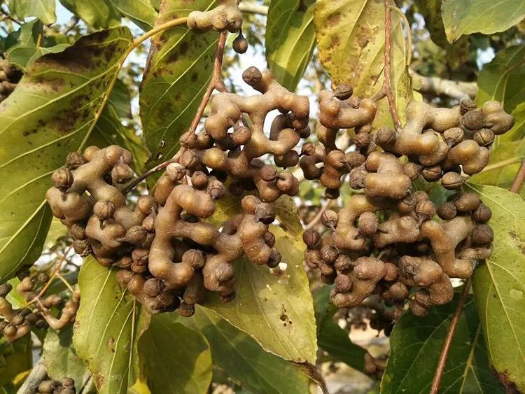 馋哭了形似鸡爪遂川这种神奇野果成熟了