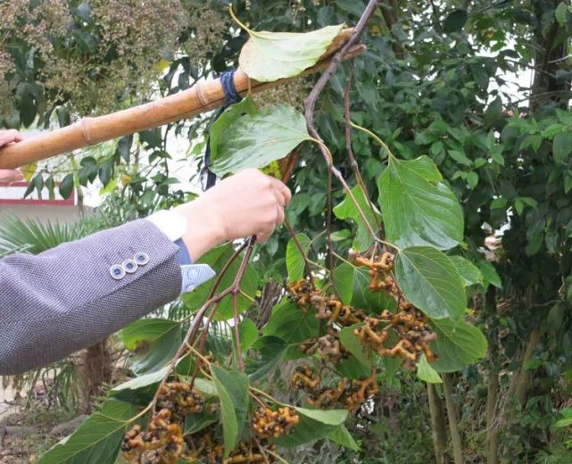 奉新乡下的这种神奇野果熟了你还记得么