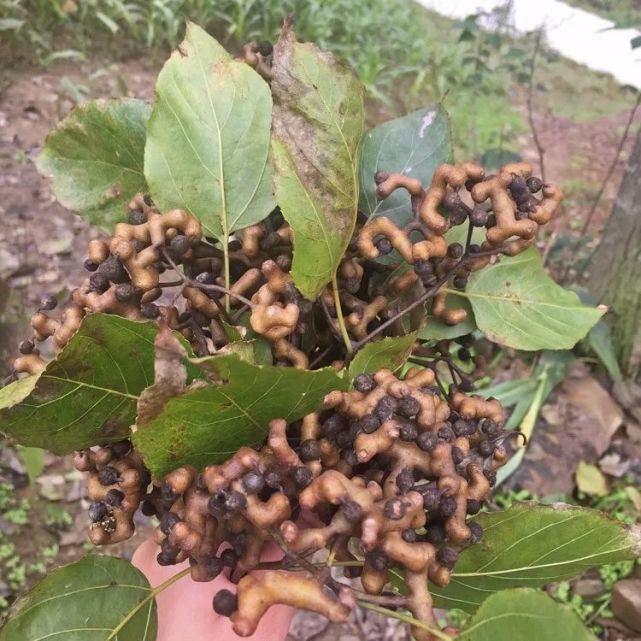 据了解,拐枣的学名叫枳椇(zhǐ jǔ ),也叫毕酒子,万寿果,桔扭子等.