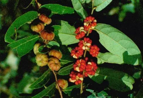 民间草药:算盘子