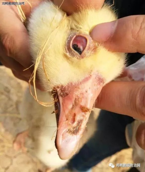 芪花益草分享:初冬季节鸭子老是感冒?