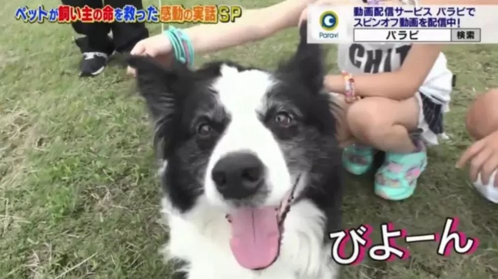 边牧为救小孩被胡蜂疯狂攻击 性命垂危 但10天后居然奇迹般恢复了 腾讯新闻