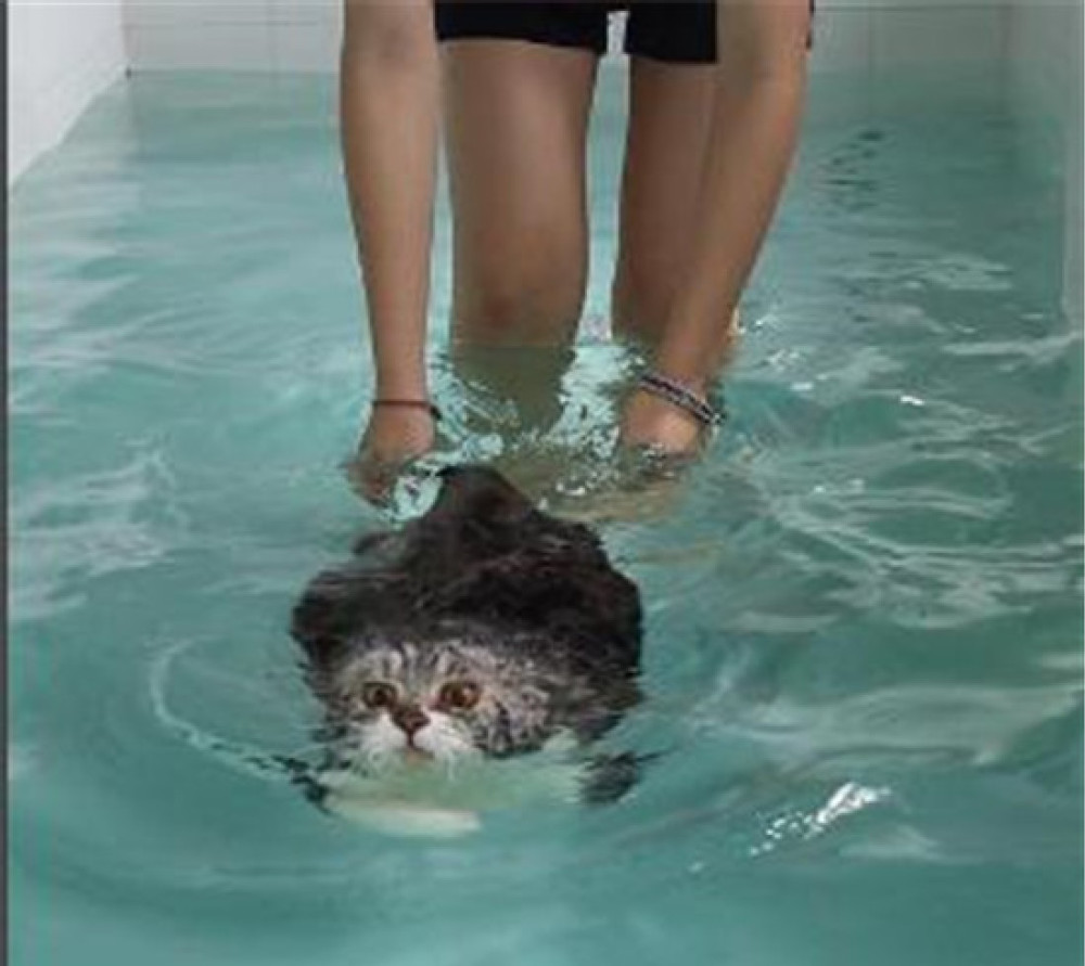 主人带猫咪去游泳馆学游泳,放下水后,猫咪的眼神成为了亮点