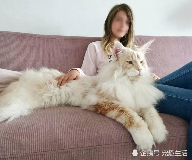 收养一只流浪猫,养了几个月后,这模样让人害怕