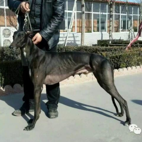 青岛星海犬舍顶级种犬"凯撒"转会至济宁刚子犬舍