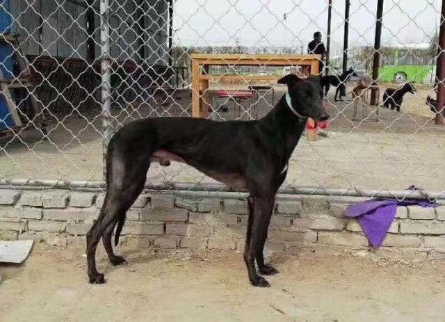 青岛星海犬舍顶级种犬"凯撒"转会至济宁刚子犬舍