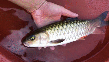 与顺德单一鱼种不同的是,善于开发的潮汕人,把石坚鱼也列入了主打