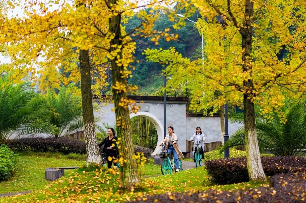 乐山这十多处银杏即将惊艳上线简直美翻天错过又要等一年