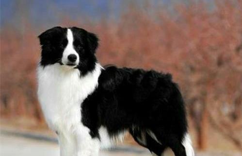 边境牧羊犬打得过德国牧羊犬吗 这三点足以说明