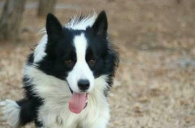 边境牧羊犬打得过德国牧羊犬吗 这三点足以说明