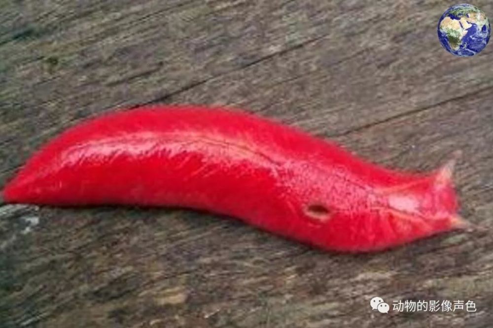 卡布塔红蛞蝓,这回你们还有人问能不能吃吗?