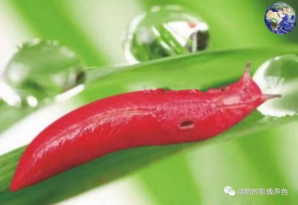 卡布塔红蛞蝓,这回你们还有人问能不能吃吗?