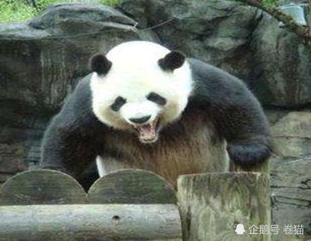 大熊猫罕见发怒照,兽人暴怒,简直萌翻一片!