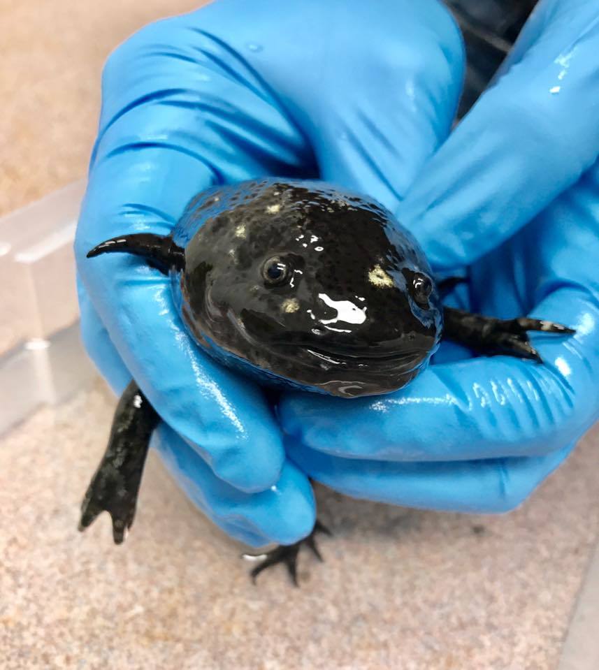 六角恐龙突然不吃东西了,土豪主人怀疑它吞了