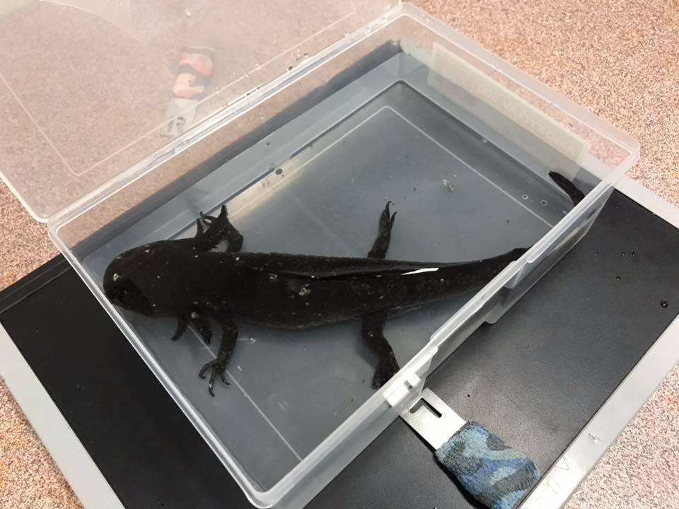 六角恐龙突然不吃东西了,土豪主人怀疑它吞了