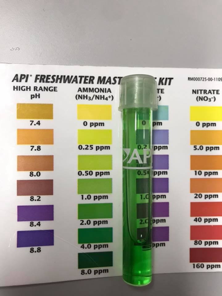 六角恐龙突然不吃东西了,土豪主人怀疑它吞了