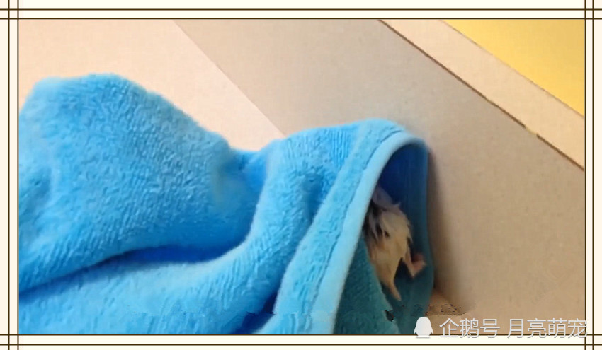 仓鼠洗完澡后秒挂,主人上网查原因后恍然大悟