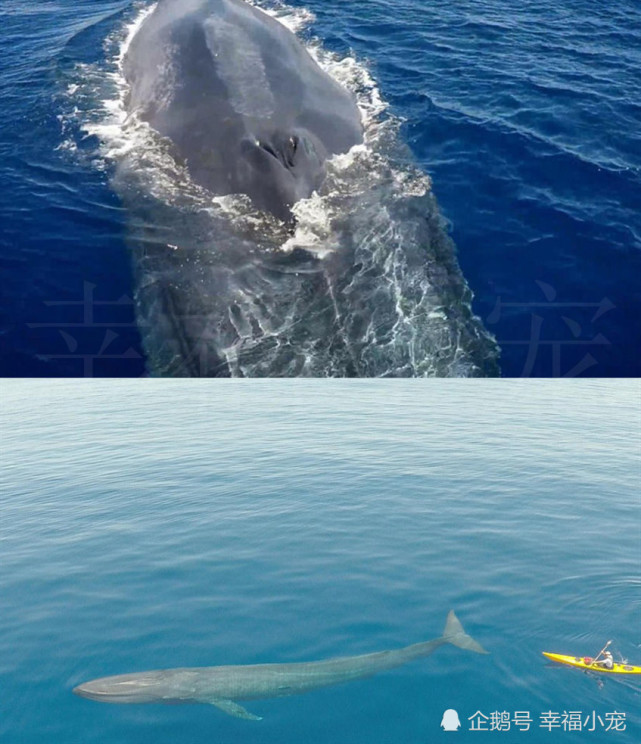 蓝鲸放屁产生的气泡可以装下一匹马而它们总在大便时被吃掉