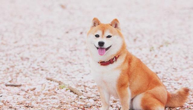 如何餵養柴犬幼犬?