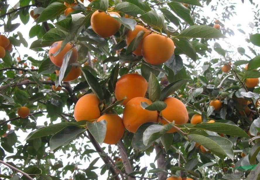 柿子树如今是农村常见的果树,也有相当悠久的栽培历史.