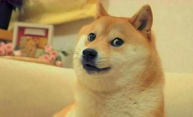 怎么给柴犬喂食?快来看看,这里有妙招!