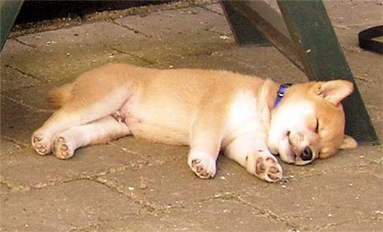 有3条柴犬睡成"死狗",不明真相的人绝对会吓一跳!