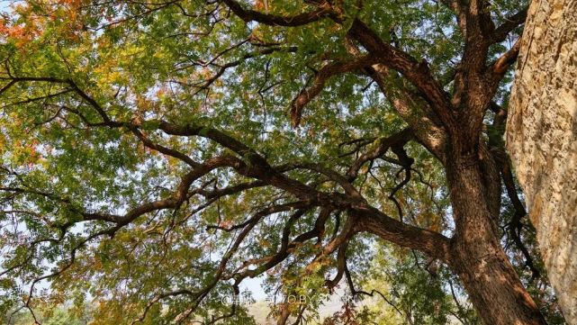 稻香山谷里的青籽树民宿,仿若电影中的乡野童话