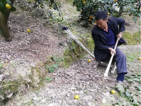 宜昌独腿老汉苦刨9年挖千米山路 盼把桔子送出