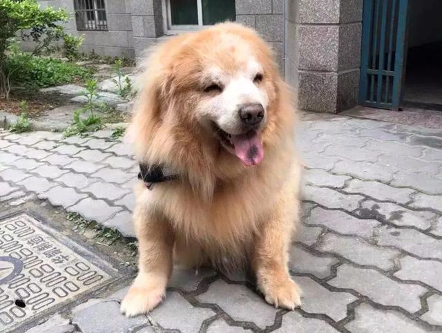 失明犬为救同伴多次献血 宠物献血不能随性 铲屎官需了解这五点