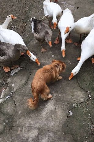 就是喜欢欺负家里的鸡鸭鹅,这家人家中的狗狗就是如此,别看狗狗很小