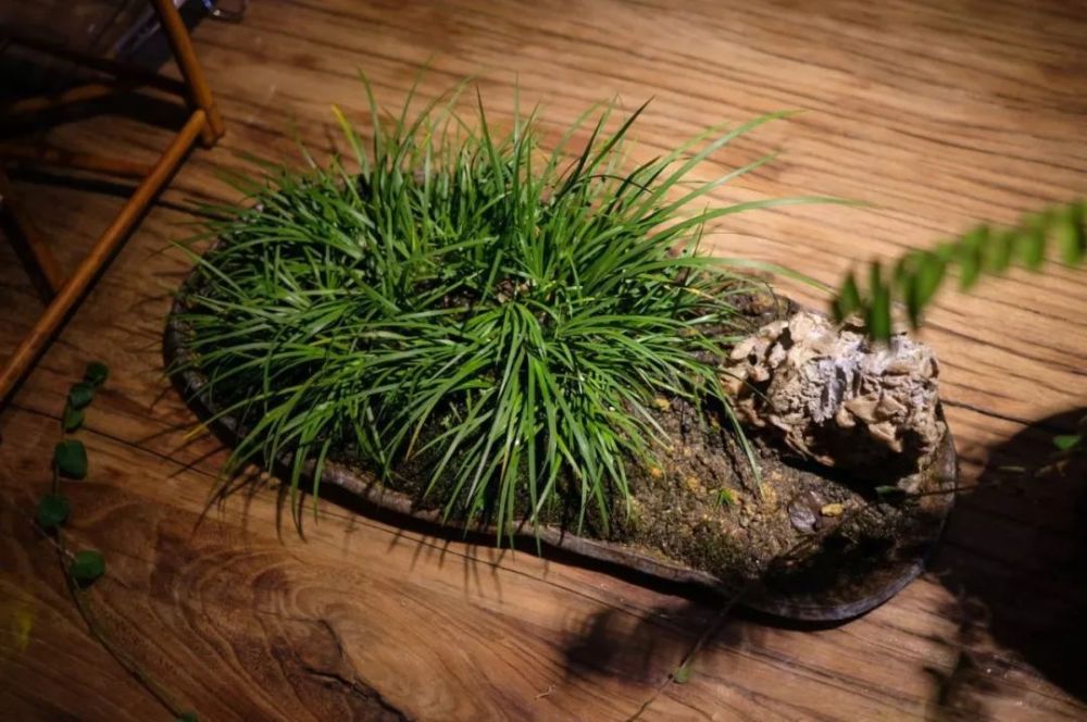 茴香菖蒲 腾讯网