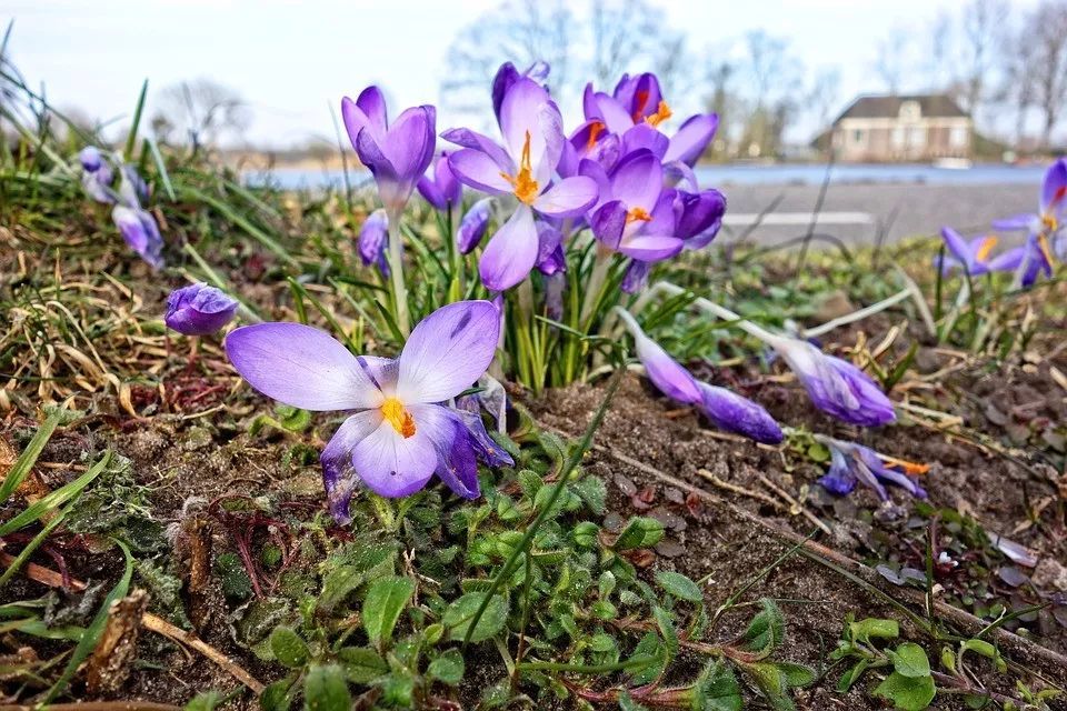 這些早春開花的球莖花卉,水培和土培差距多大呢?