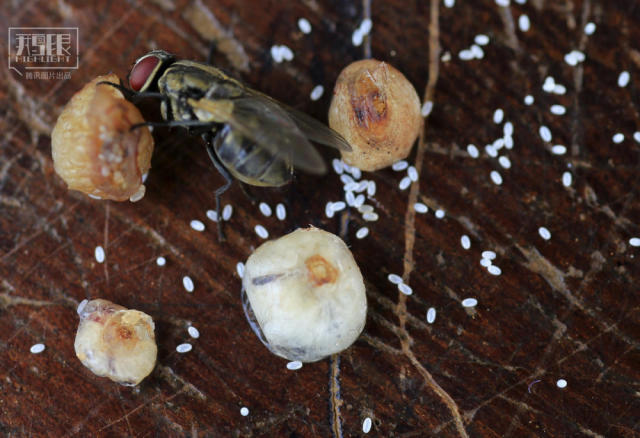 鹅眼恐怖的非洲沙蚤病