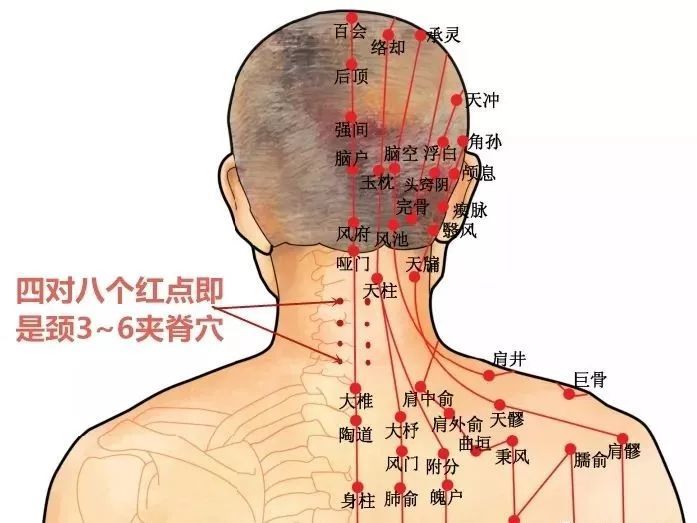 颈椎夹脊的准确位置图图片