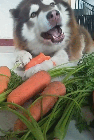 阿拉斯加酷爱吃红萝卜,已厌倦肉食,咬一口咔嘣脆