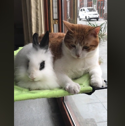 橘猫背着小书包回来了,身后还有一个小萝莉:妈 我带女友回来了