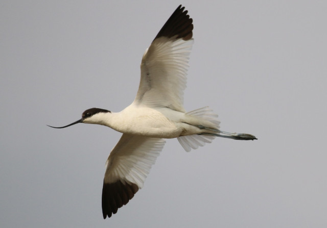 故宫屋顶为什么没有鸟屎?知道真相后不得不佩