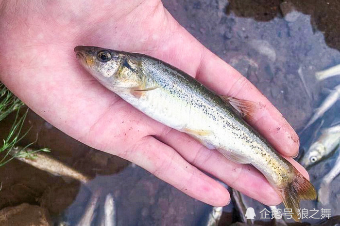柳树根下这种鱼,东北人叫它"奶包子"油炸了吃非常美味
