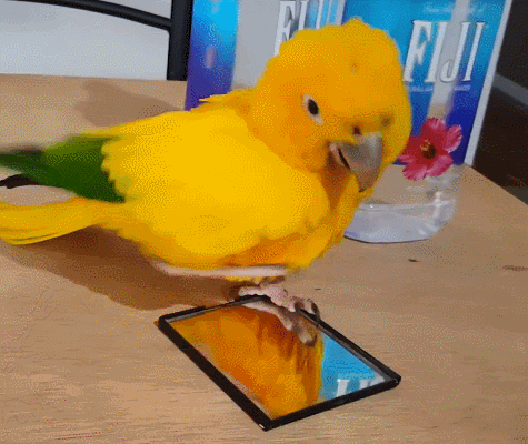 鹦鹉第一次照镜子,看到自己的样子开心坏了:我怎么这么帅