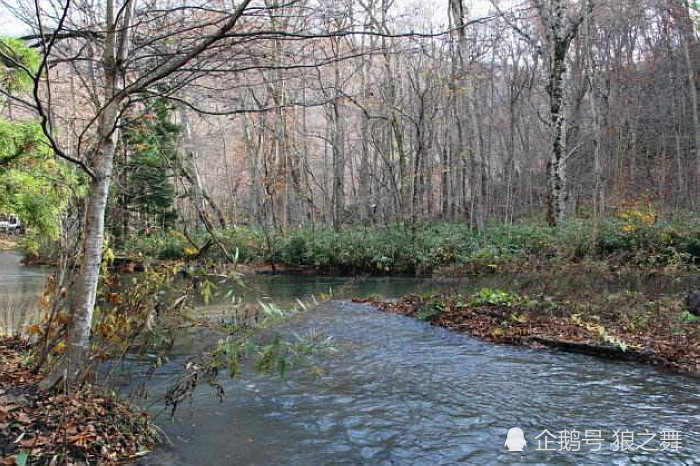 柳树根下这种鱼,东北人叫它"奶包子"油炸了吃非常美味