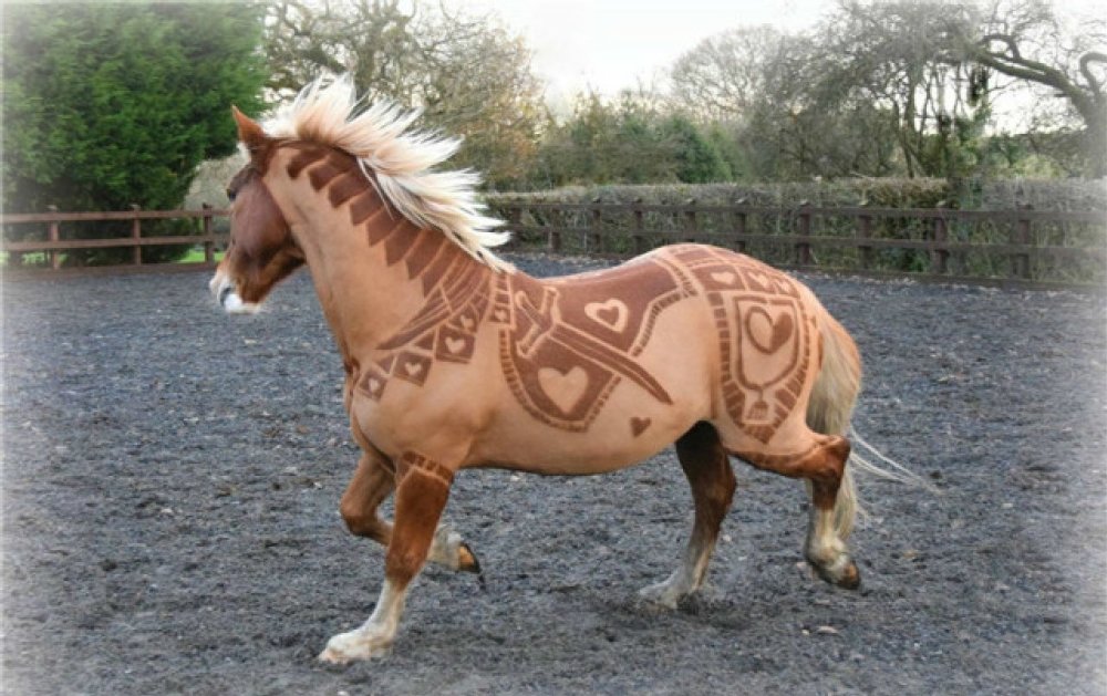 了个造型,马儿摇身一变成网红,游客看了拍手叫