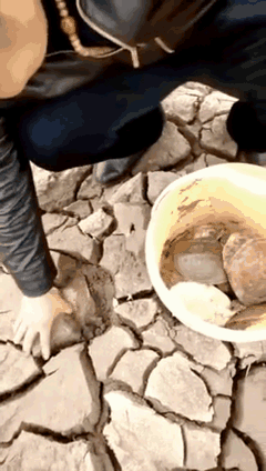 村民在干涸的河道,翻开一块块大泥块,底下竟然发现惊喜——一只只