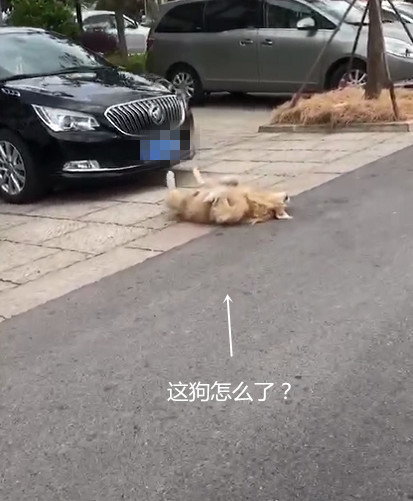 停车场偶遇一只金毛,四脚朝天还不停抽搐,走近